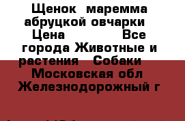 Щенок  маремма абруцкой овчарки › Цена ­ 50 000 - Все города Животные и растения » Собаки   . Московская обл.,Железнодорожный г.